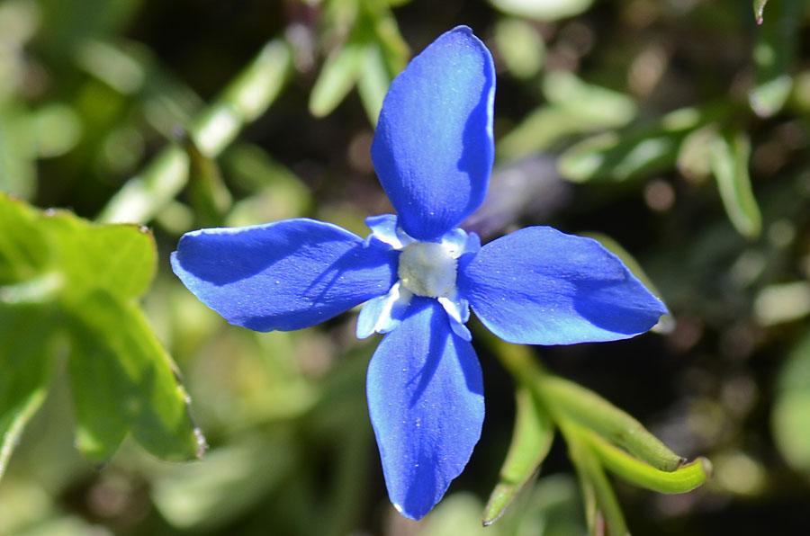 Dal Passo Valles, Gentiana cfr. verna